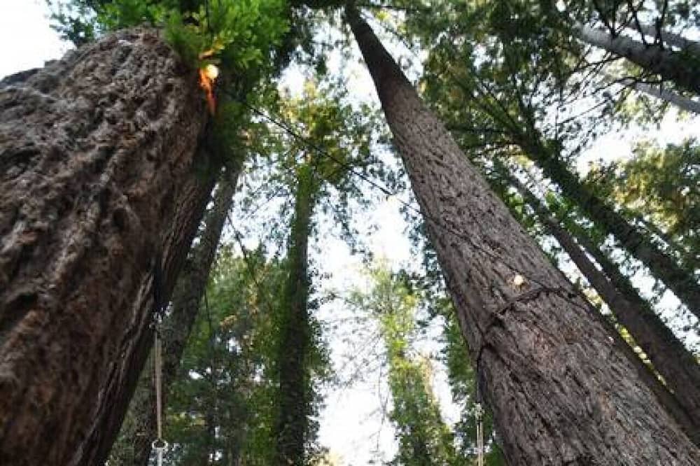 Photo of Outdoor in La Honda