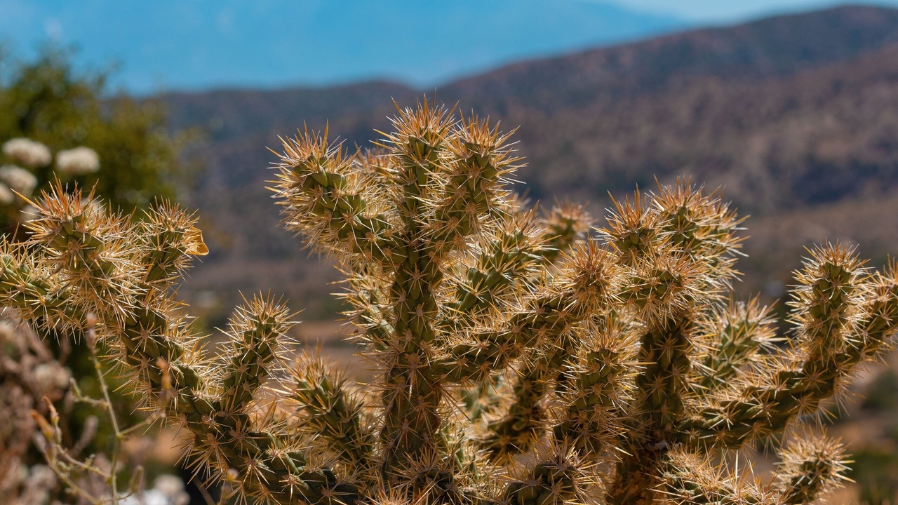 Photo of Outdoor in Morongo Valley