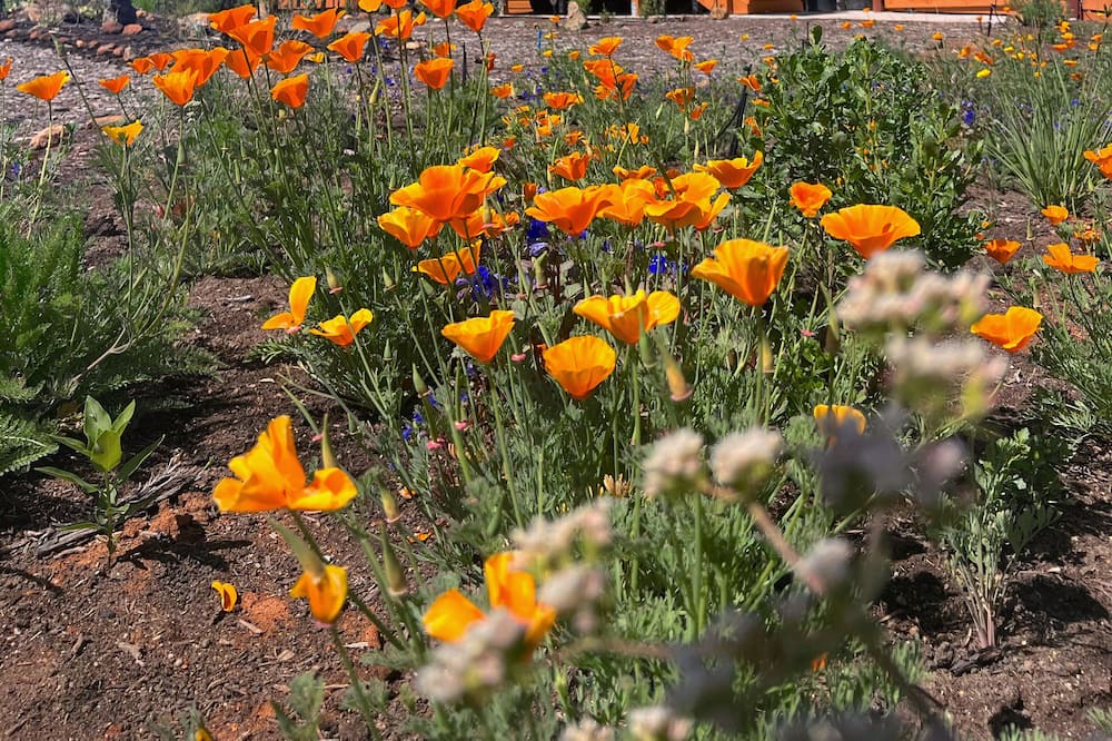 Photo of Outdoor in San Diego Country Estates