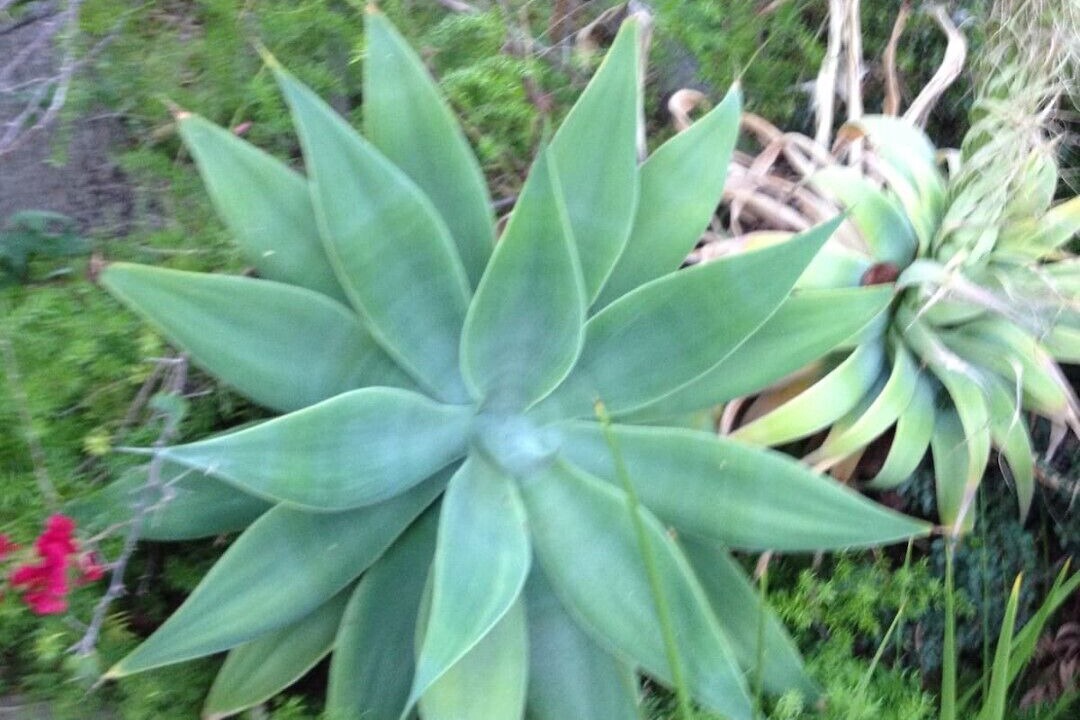 Photo of Outdoor in Los Feliz