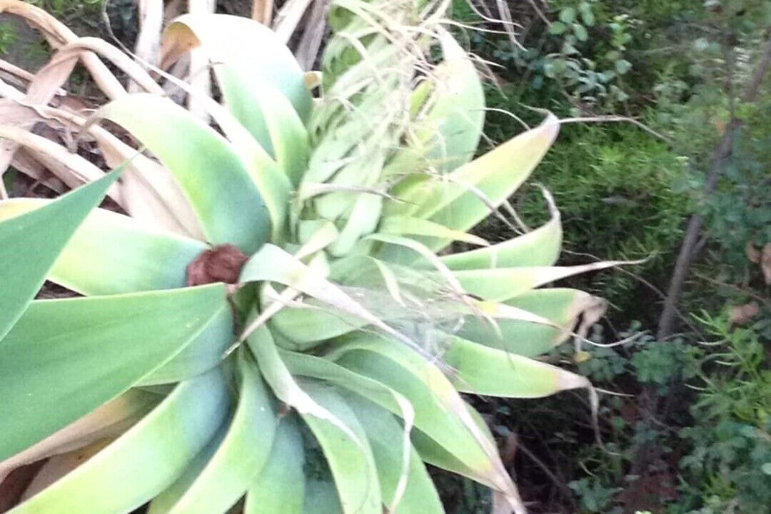 Photo of Outdoor in Los Feliz