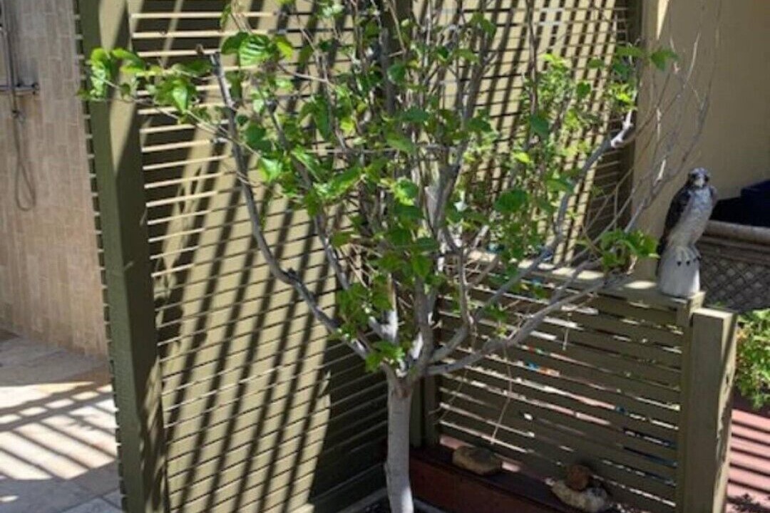 Photo of Outdoor in Los Feliz