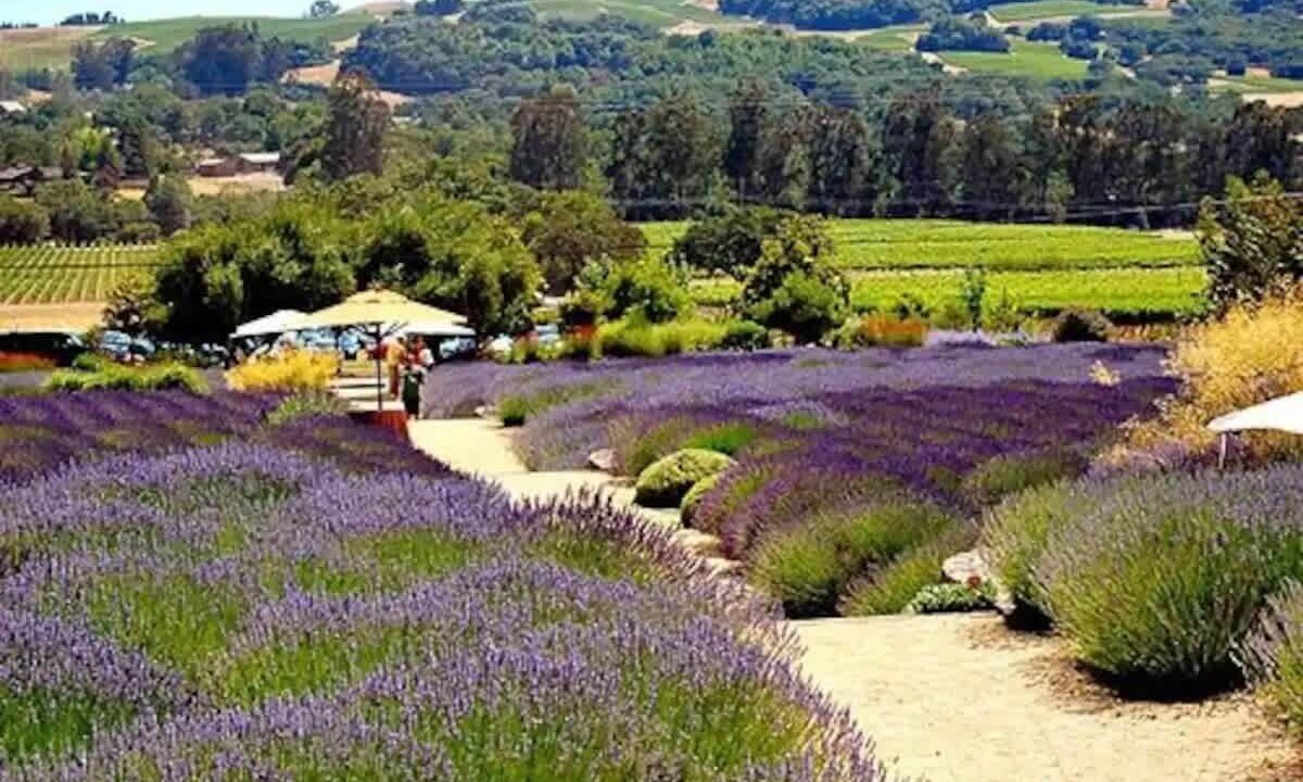 Photo of Outdoor in Santa Rosa