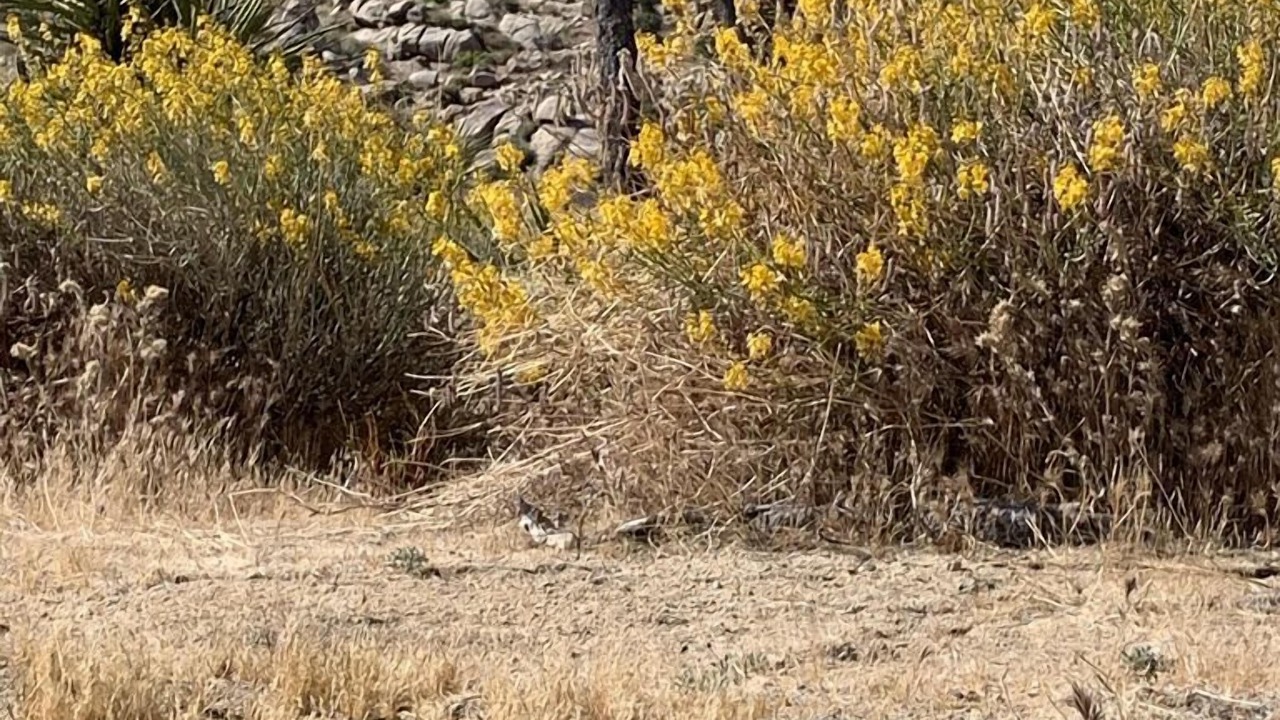 Photo of Outdoor in Joshua Tree Highlands