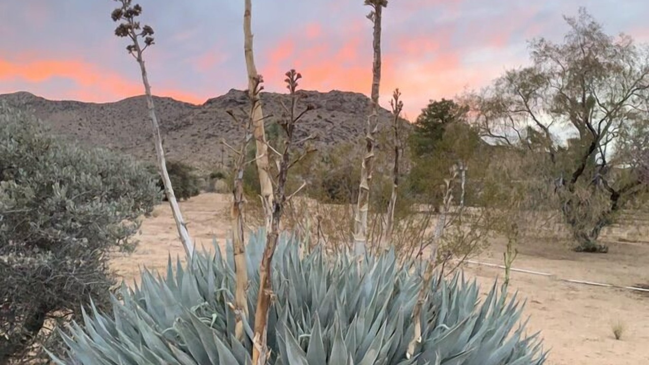 Photo of Others in Joshua Tree Highlands