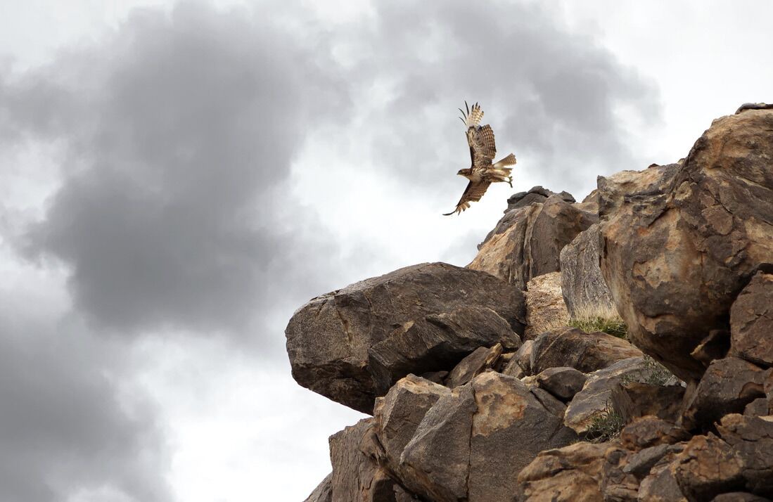 Photo of Others in Joshua Tree Highlands