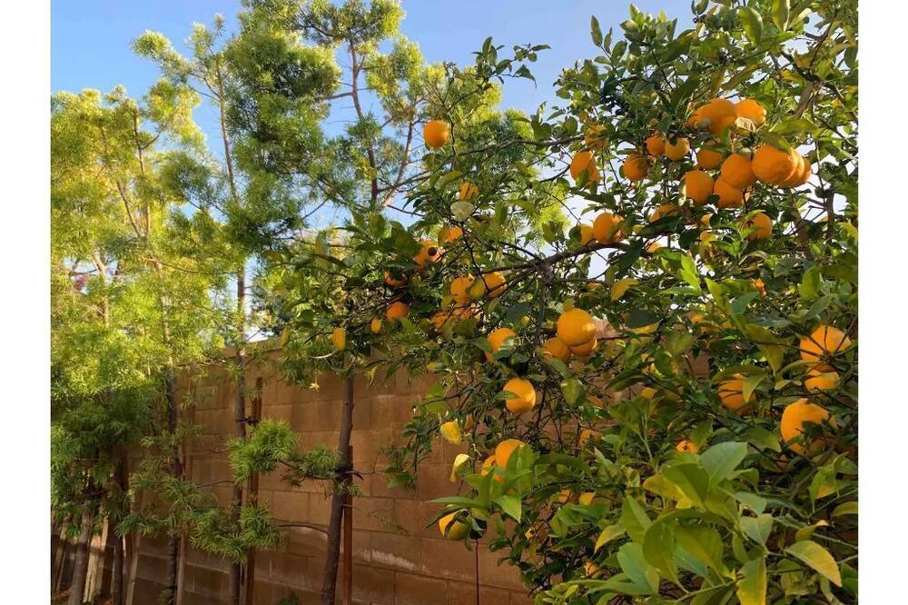 Photo of Outdoor in Tustin