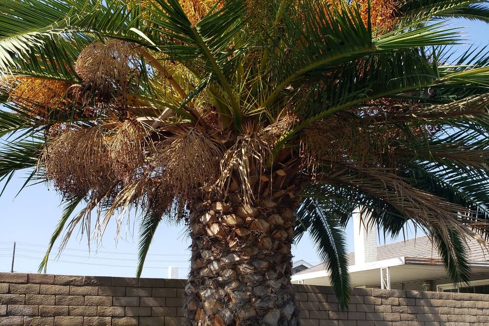 Photo of Outdoor in Chino