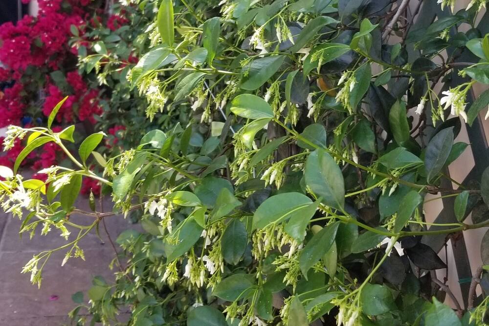Photo of Outdoor in Chino