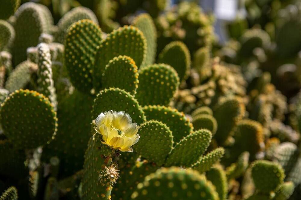 Photo of Others in Joshua Tree