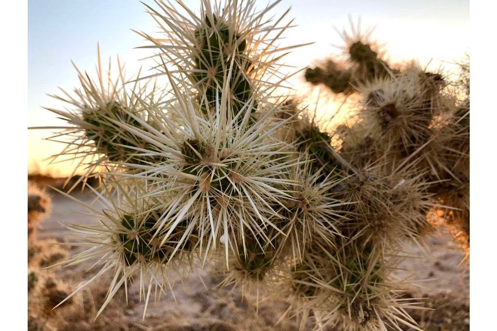 Photo of Others in Joshua Tree