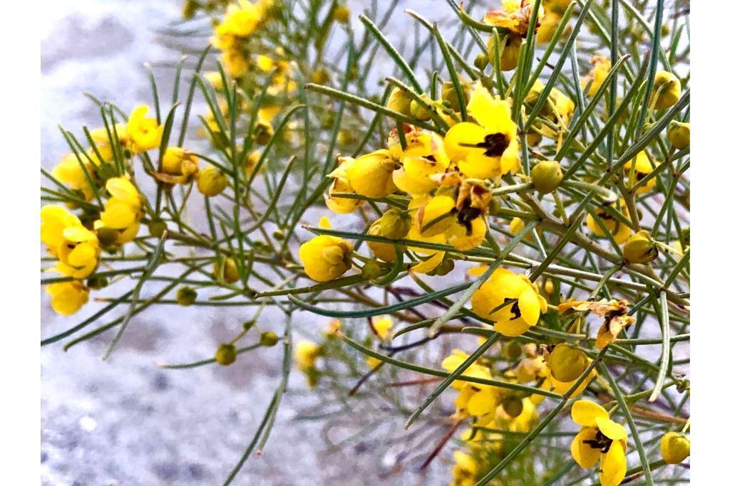 Photo of Others in Joshua Tree