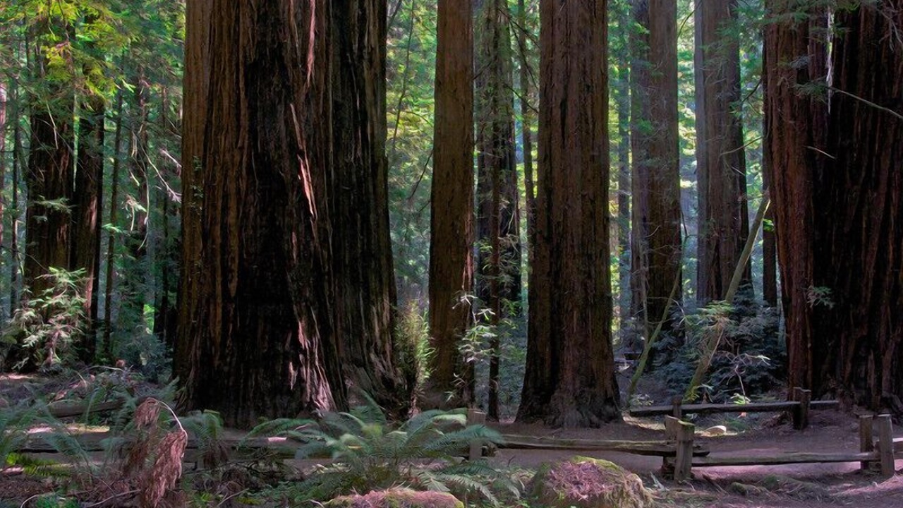 Photo of Outdoor in Jenner