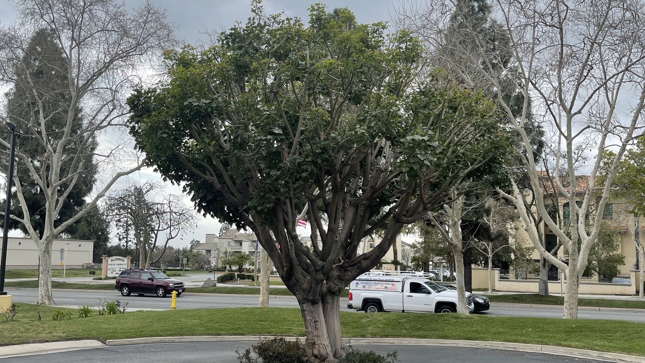 Photo of Outdoor in Chino