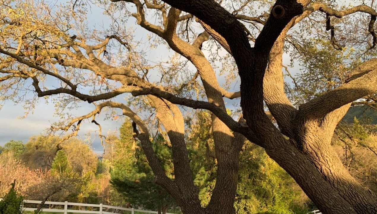 Photo of Outdoor in Ojai