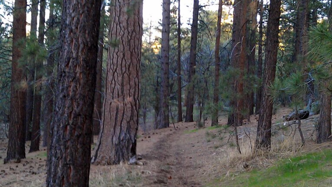 Photo of Outdoor in Woodlands