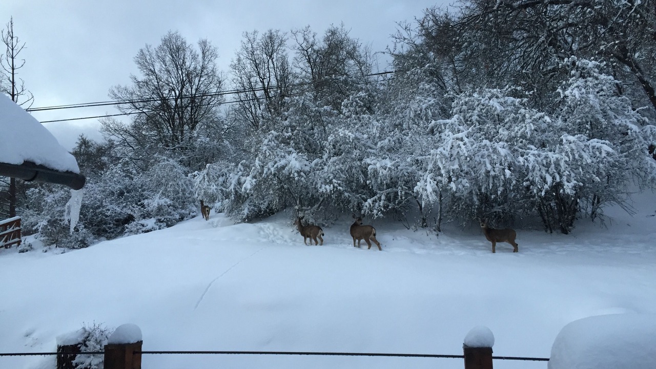 Photo of Outdoor in Springville