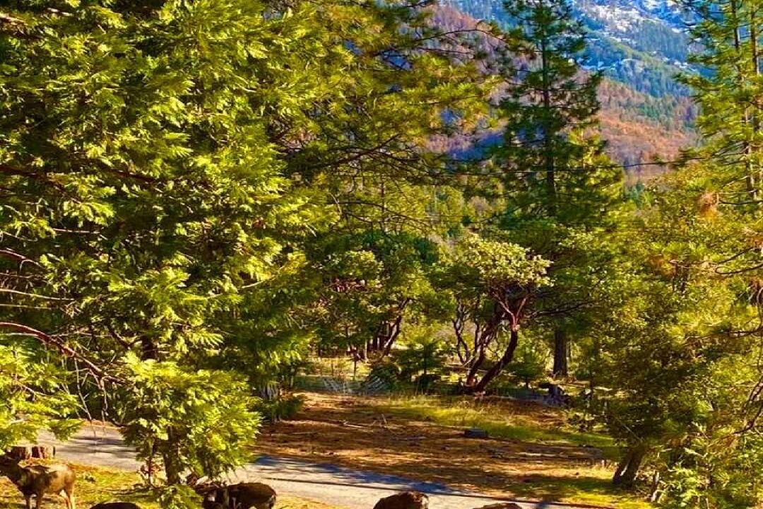 Photo of Outdoor in Springville