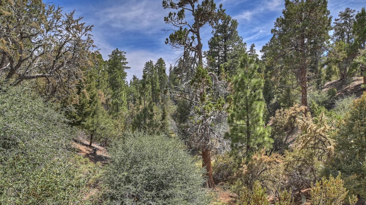Photo of Others in Big Bear City