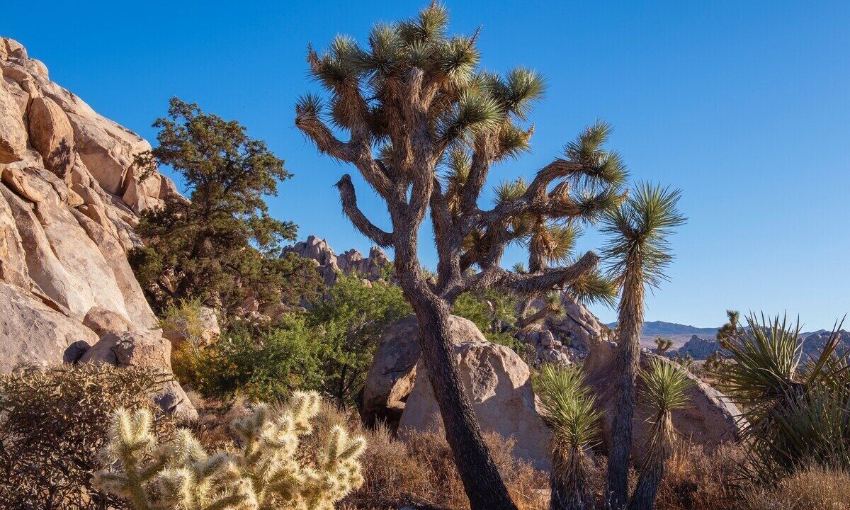 Photo of Others in Joshua Tree Highlands