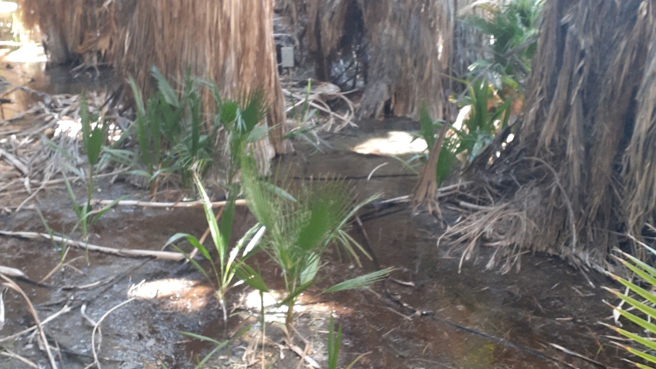 Photo of Others in Desert Hot Springs
