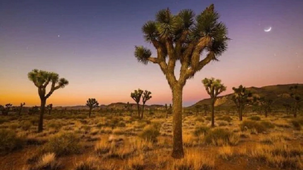 Photo of Others in Desert Hot Springs