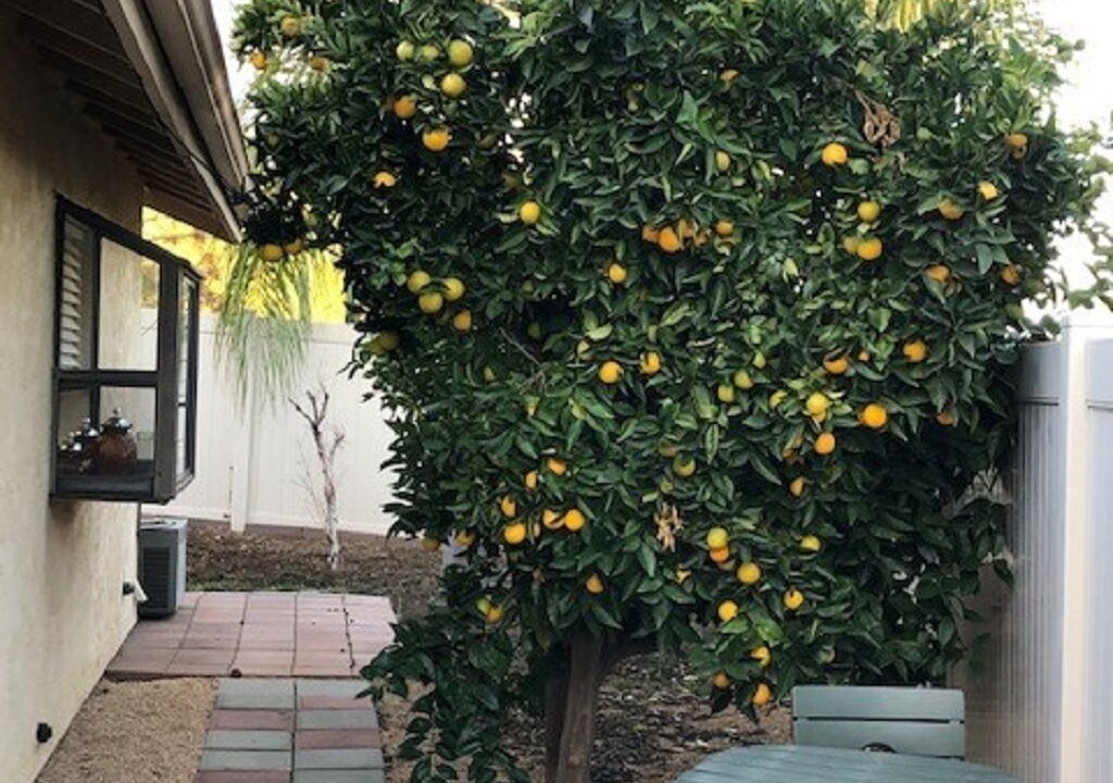 Photo of Outdoor in Sun City
