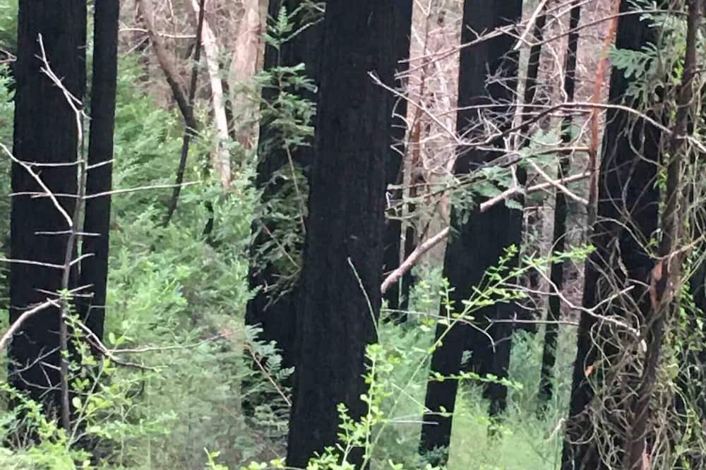 Photo of Outdoor in Boulder Creek