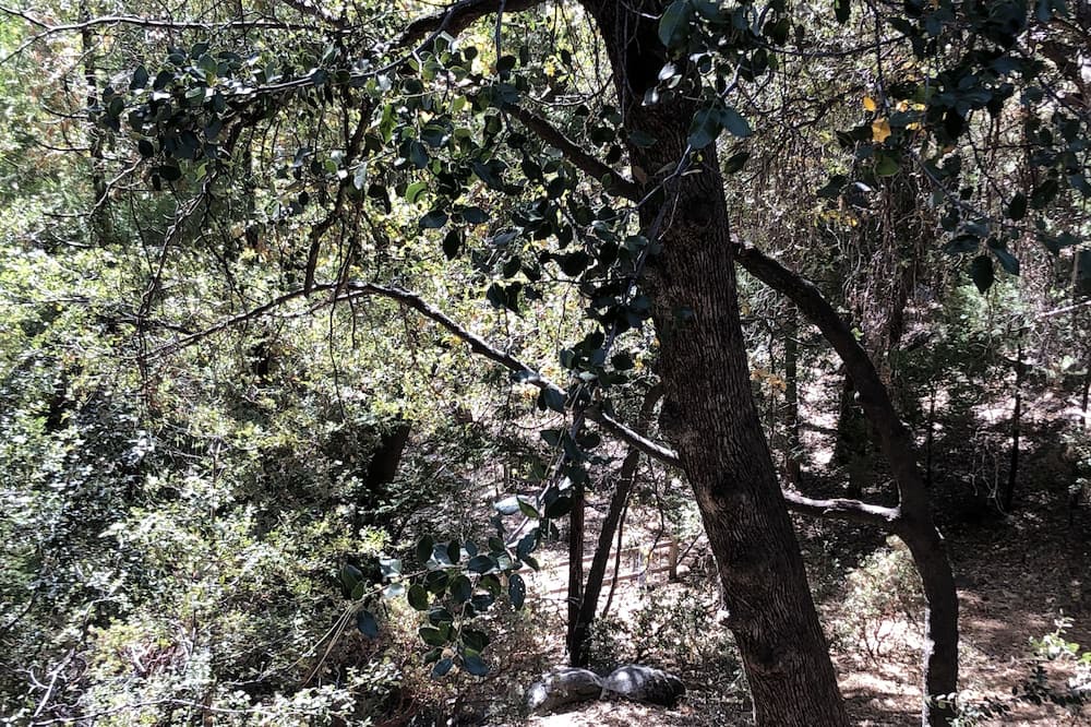 Photo of Outdoor in Idyllwild