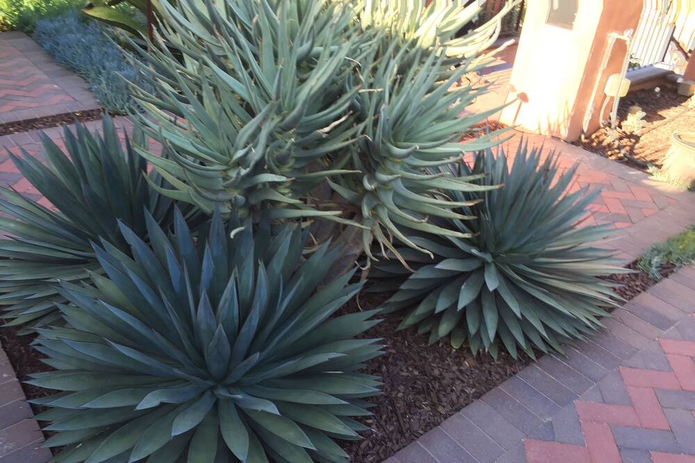 Photo of Outdoor in Los Feliz