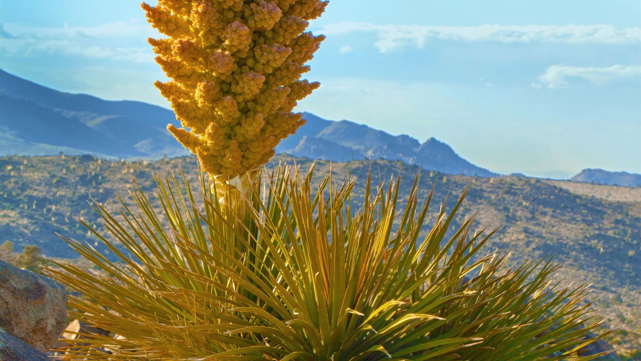 Photo of Outdoor in Cathedral City