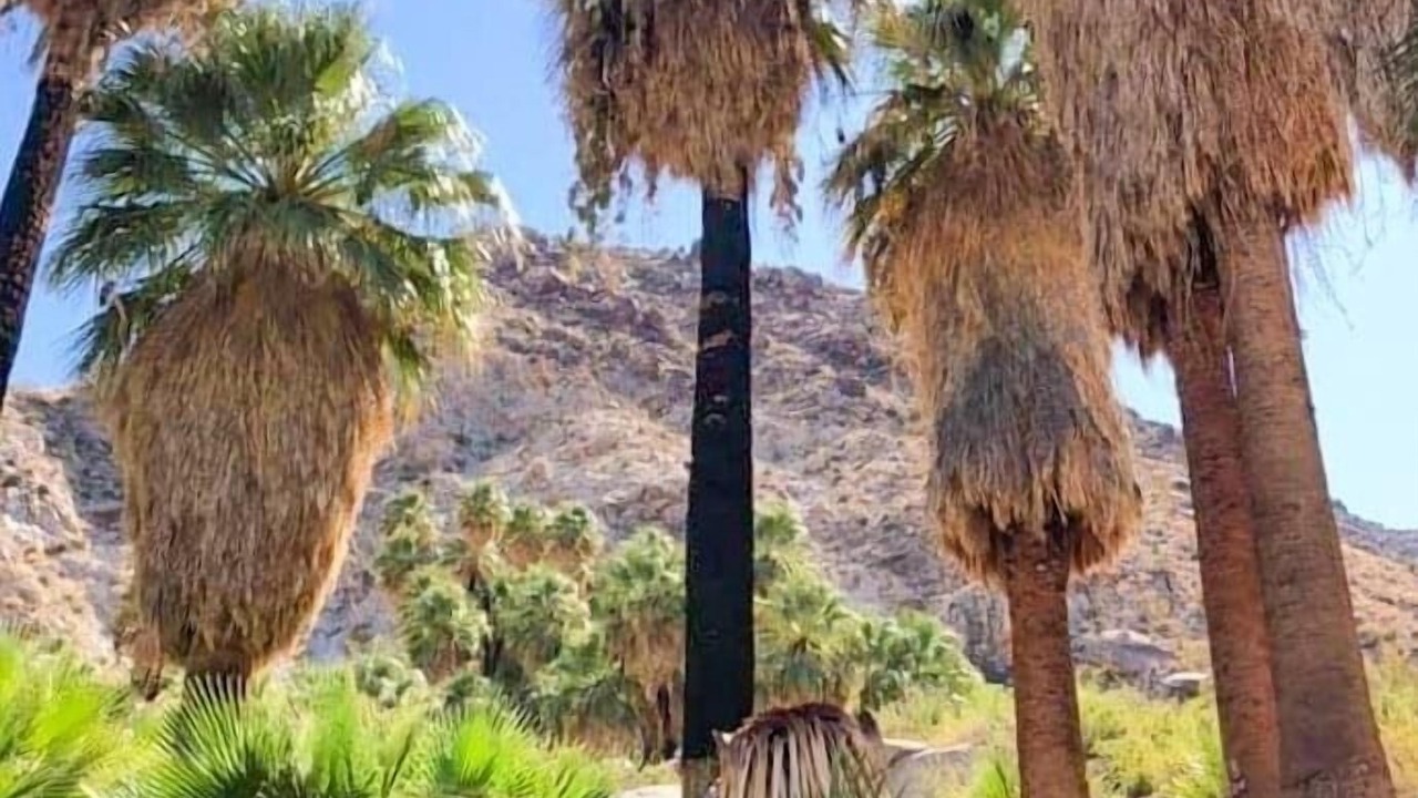 Photo of Others in Twentynine Palms