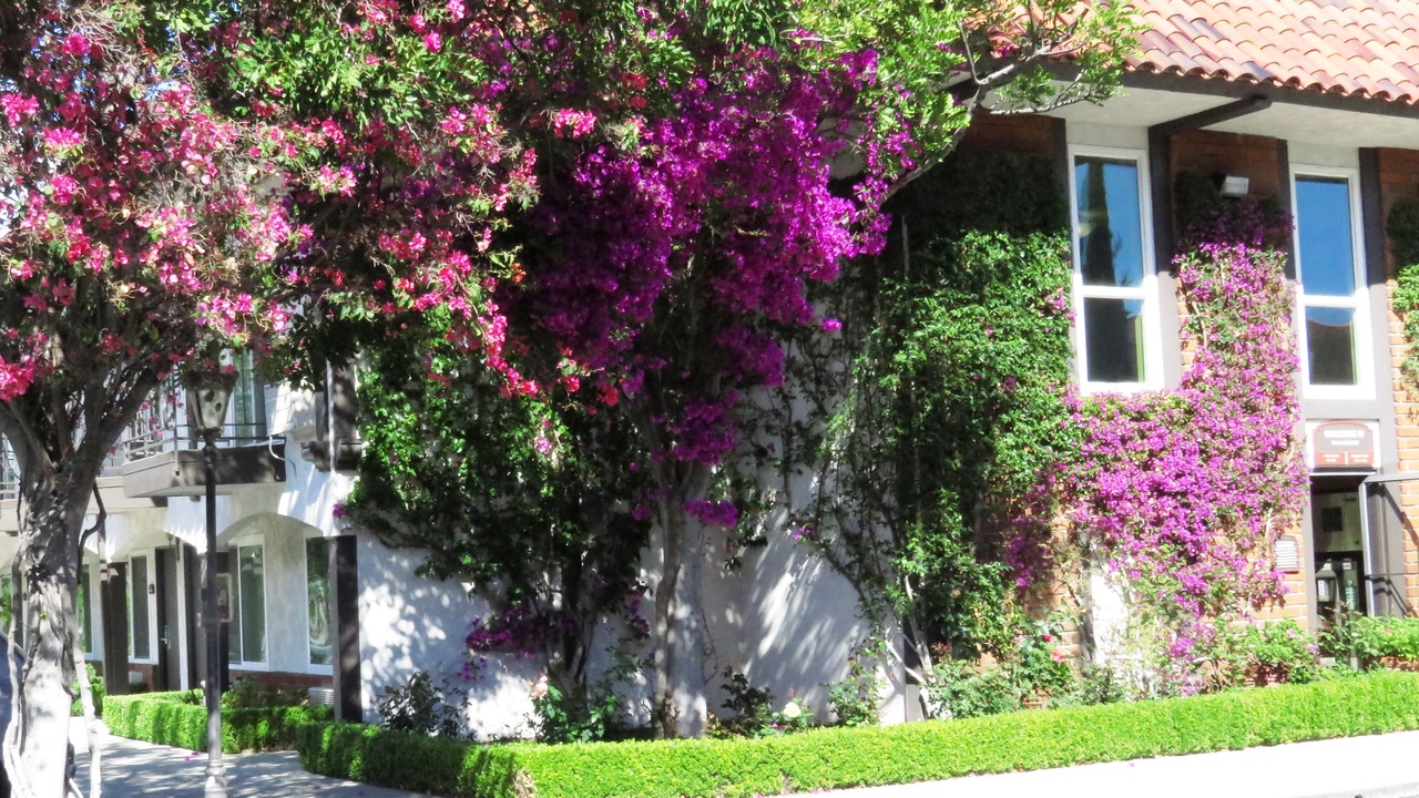 Photo of Outdoor in Laguna Hills