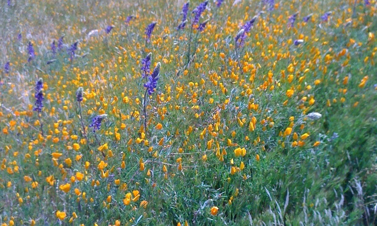 Photo of Outdoor in Kernville