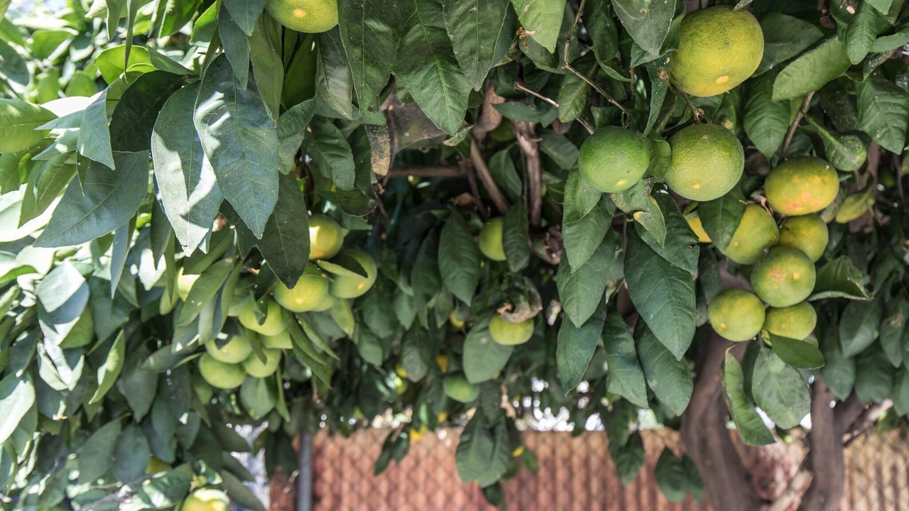 Photo of Outdoor in Riverside Rancho