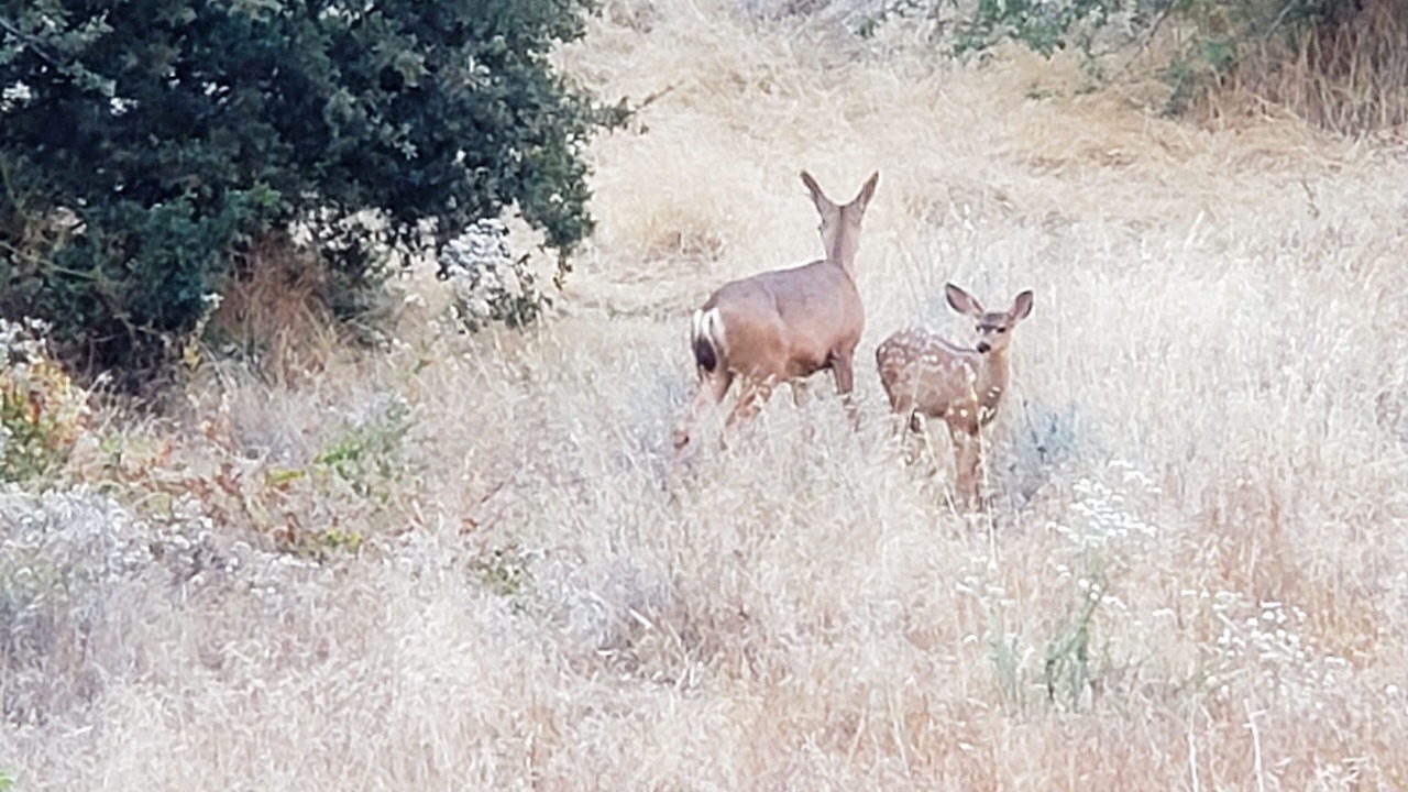 Photo of Others in Running Springs
