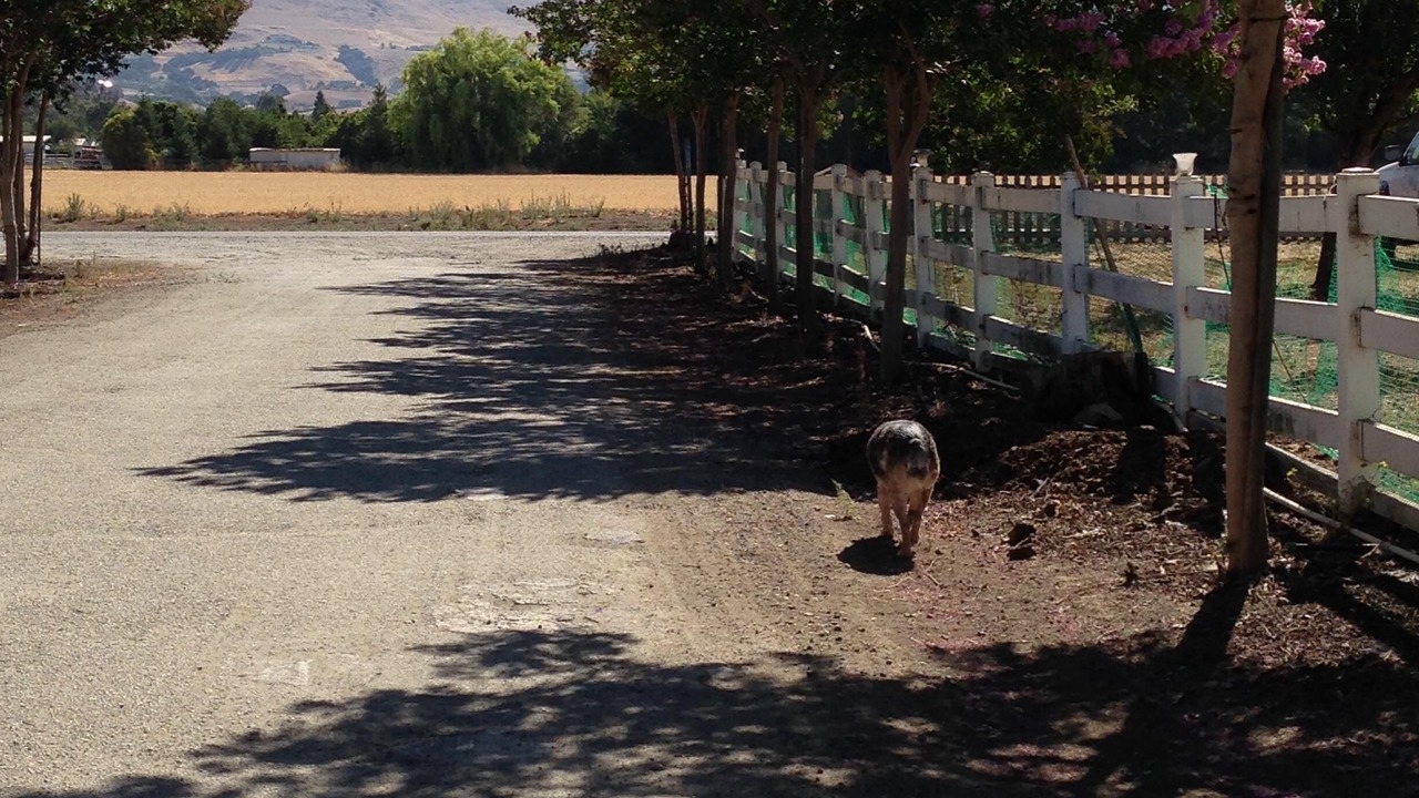 Photo of Outdoor in Gilroy
