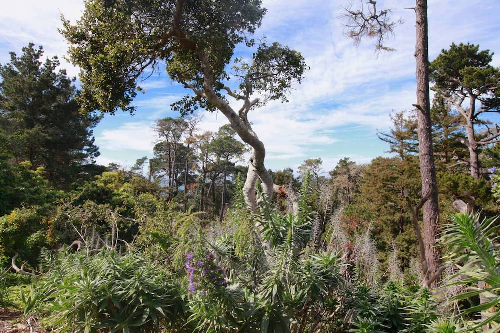 Photo of Others in Carmel Highlands