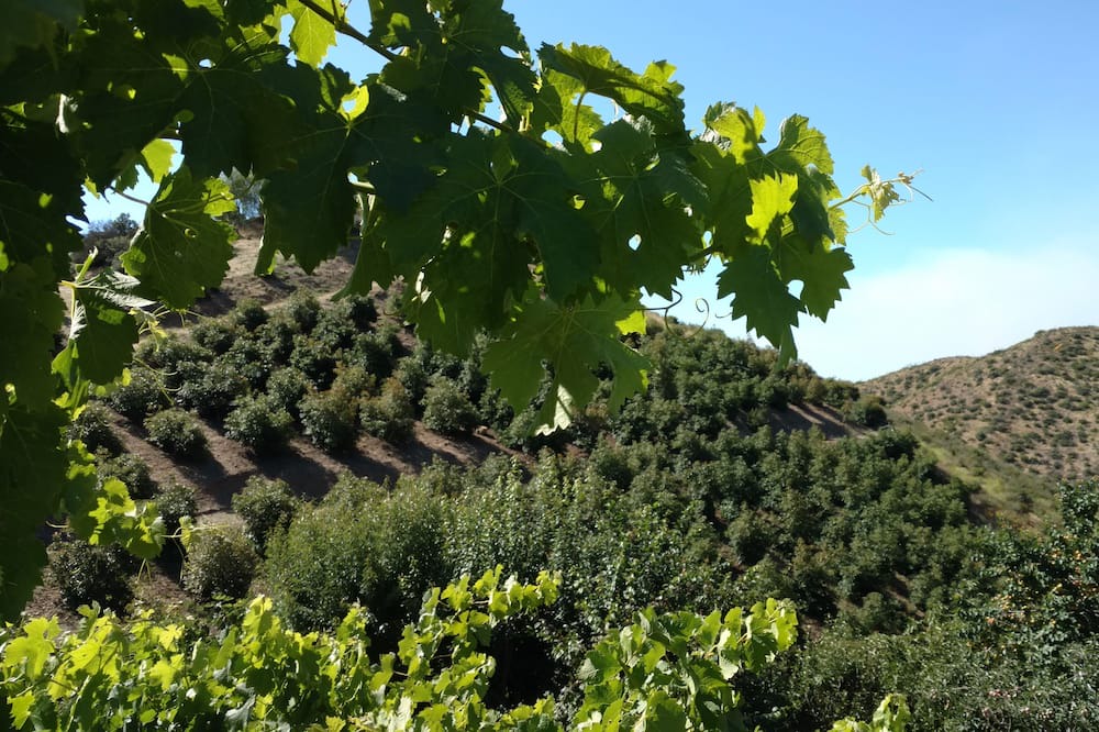 Photo of Outdoor in Murrieta
