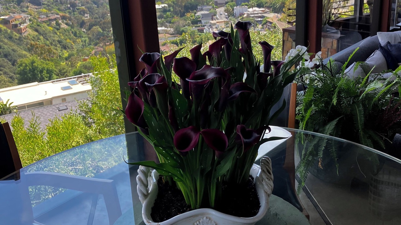 Photo of Outdoor in Laguna Beach