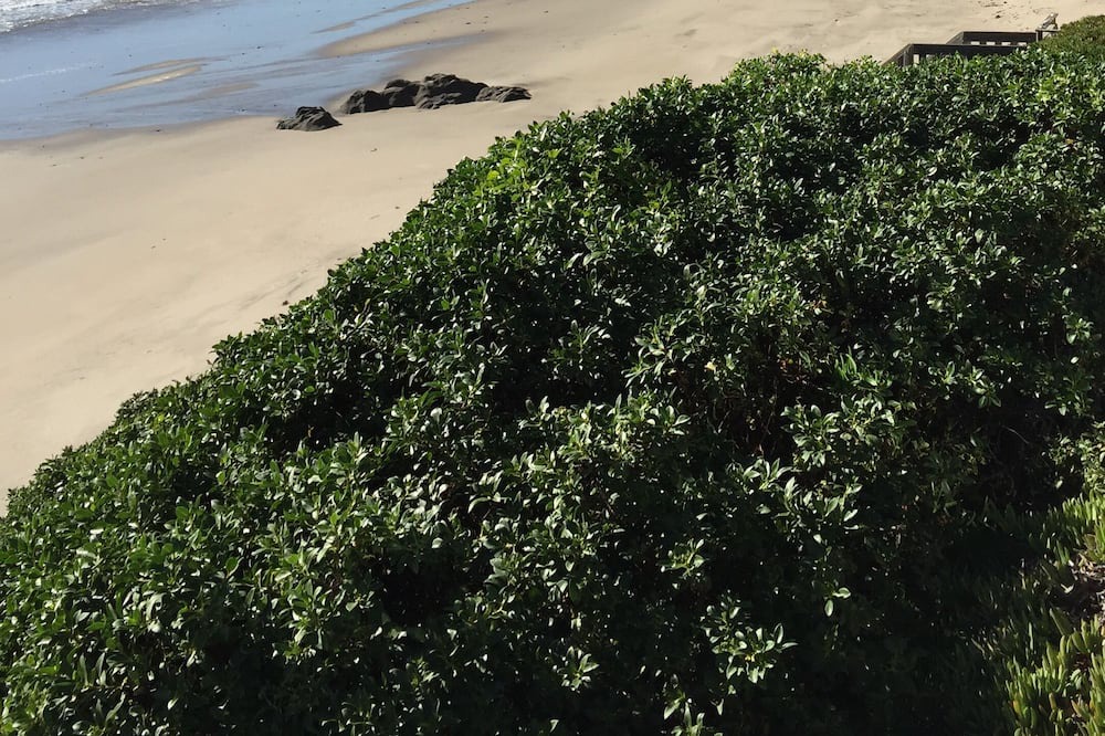 Photo of Others in Western Malibu