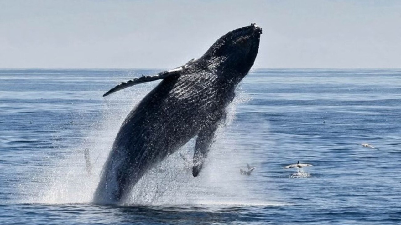 Photo of Others in Malibu