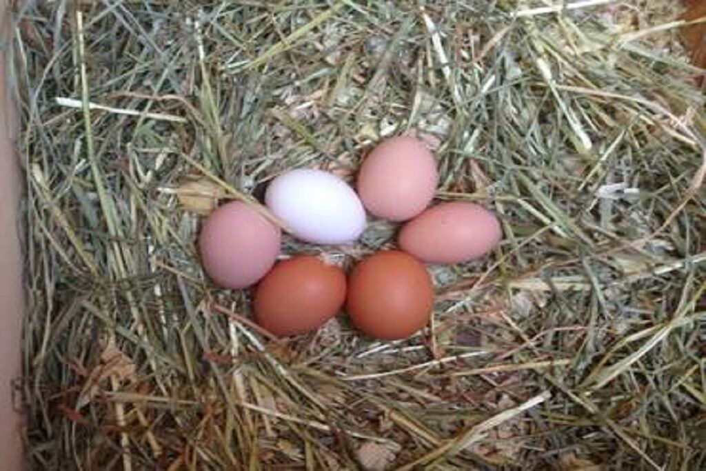 Photo of Others in Glenwood