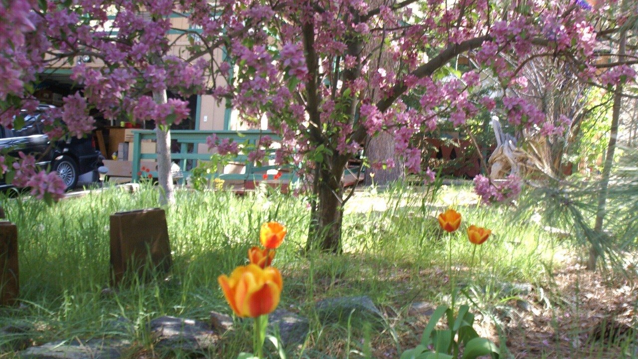 Photo of Outdoor in Wrightwood