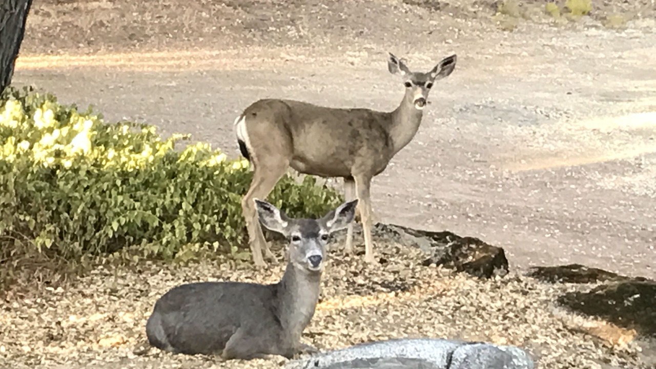 Photo of Others in Mariposa