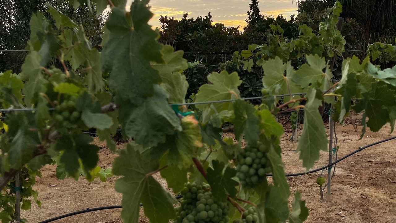 Photo of Outdoor in Escondido