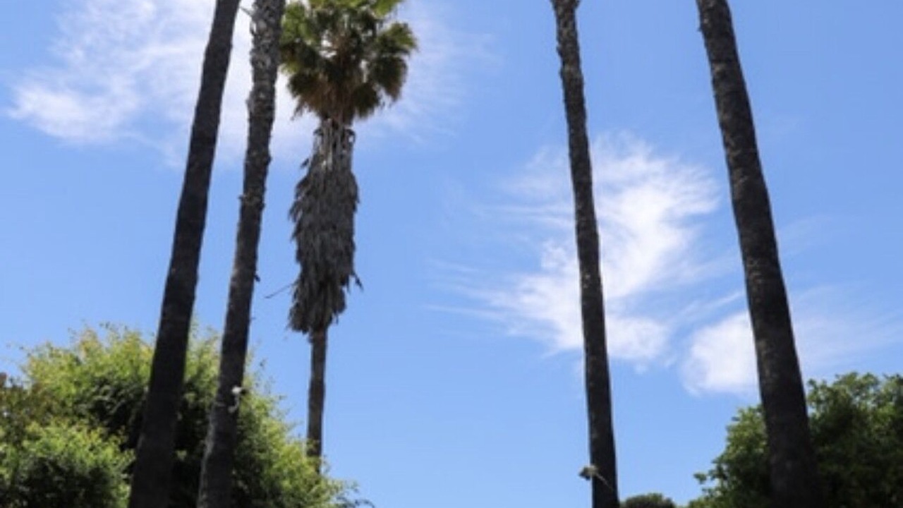 Photo of Others in Escondido