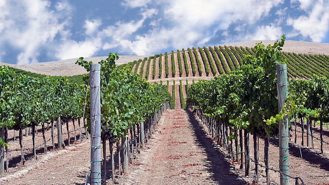 Photo of Others in Yountville