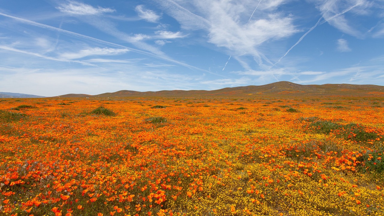 Photo of Others in Palmdale