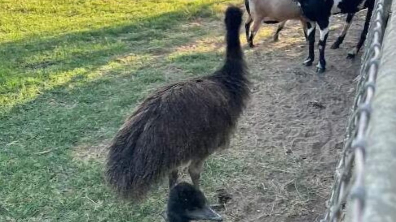 Photo of Others in Sanger